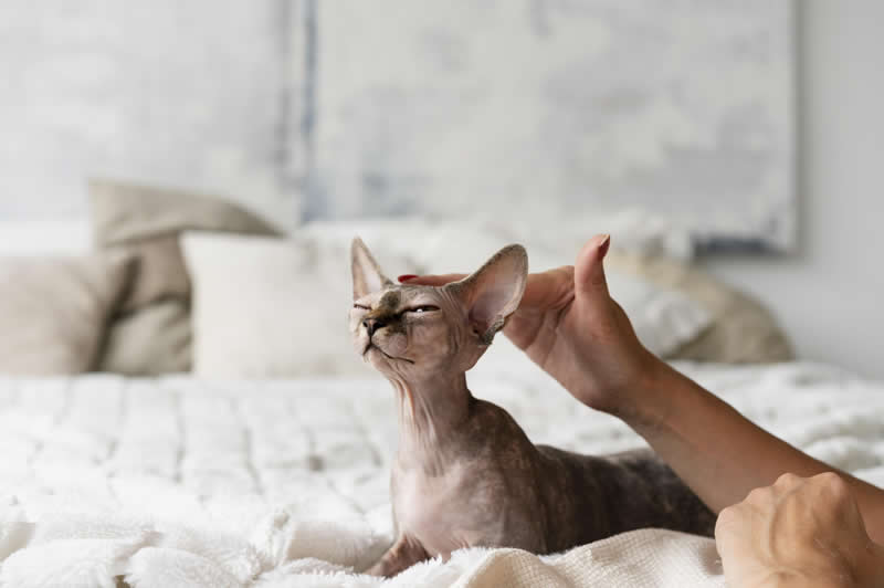 Aromaterapia Veterinaria