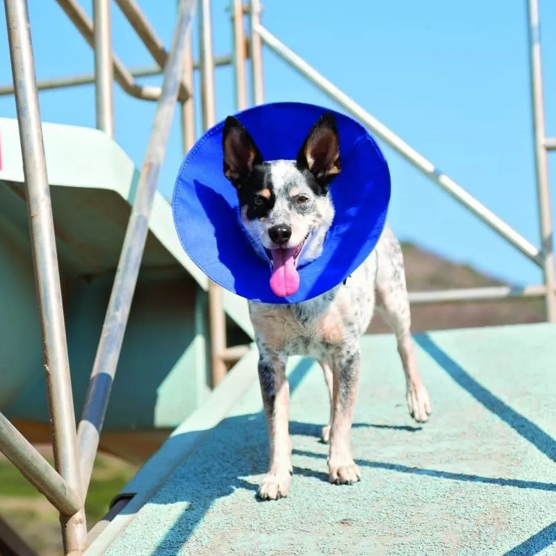KONG EZ Soft Collar – Collar Isabelino Blando para Perros y Gatos 🐶🐱